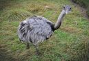 Darwin the Ostrich - Peter Bills