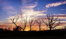 Dawn at Whipps Cross - Lynn Saunders
