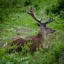 Deer - Ajay Prasannan