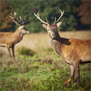 Deer in Richmond Park - Alan Simpson
