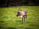 Deer with Antlers - Peter Bills