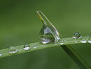 Dew drops - Lynn Saunders