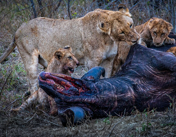 Dinner In Sabi Sands - Hank Bishop