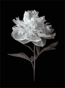 Double Peony - Bob Gibbons