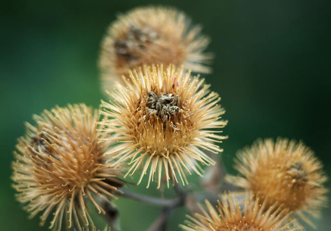 Dried Flowers - Kevin Wright