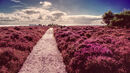 Dunwich Heath - Luciano Ocesca