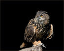 Eagle Eye - Carole Milligan