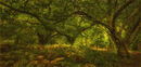 Early Autumn - David Tyrrell