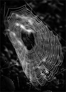 Early morning cobweb - Alan Simpson