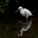 Egret with Catch - Luciano