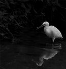 Egret with Fish - Luciano