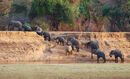 Elephant Crossing - Linda Topping