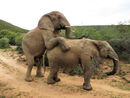 Elephants playing - Steve Freeder