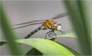 Emperor Dragonfly - Shyla Muringoor