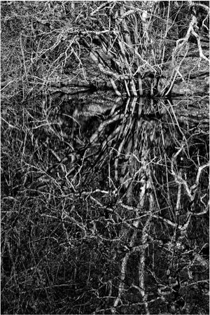 Entangled Reflections - Ray Benn