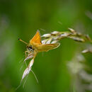 Essex Skipper - Luciano Ocesca