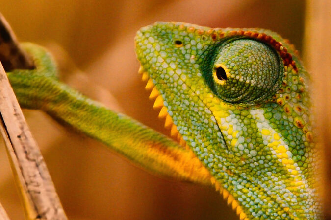 Eye Eye - Steuart Allen