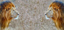 Eye to Eye - Jiti Chadha