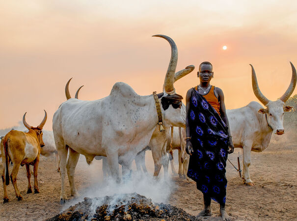 Fairy cows - Hafiz Tara
