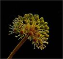 Fatsia japonica flower - Alan Taylor