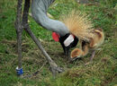Feeding Time - Sue Rosner