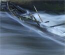 Feeling the Force - Alan Taylor