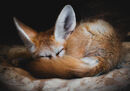 Fennec Fox - Anthony Rosner