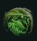 Fern - Anila Hussain