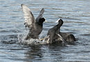 Fighting Coots - Shylaja Muringoor