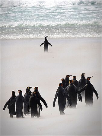 First King In - Roy Parsons