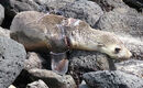 Fishing Line Victim - Steve Freeder
