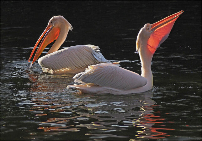 Fishing Pelicans - Shylaja Muringoor