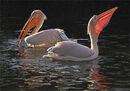 Fishing Pelicans - Shylaja Muringoor