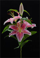 Floral Symmetry - Carole Milligan