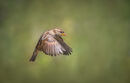 Flying Sparrow - Hafiz Tara
