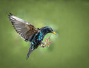 Flying Starling - Hafiz Tara