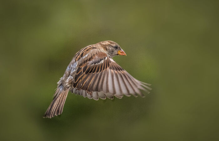 Flying sparrow - Hafiz Tara
