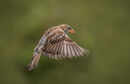 Flying sparrow - Hafiz Tara