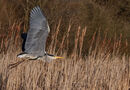 Flypast - Sue Matthews