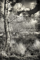 Forest Pond - Alan Simpson