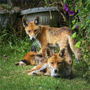 Fox Cubs in my Garden - Alan Simpson