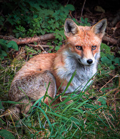 Foxy Loxy - Steuart Allen