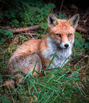 Foxy Loxy - Steuart Allen