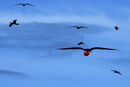 Frigate Birds - Ray Benn