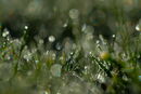 Frosty - AnilaHussain