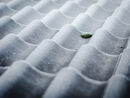Frosty Morning - Ajay Prasannan