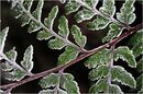 Frozen Fern - Alan Taylor