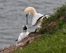 Gannet Pair - Ray Benn