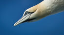Gannet in Detail - Kevin Wright