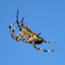 Garden Spider - Steve Freeder